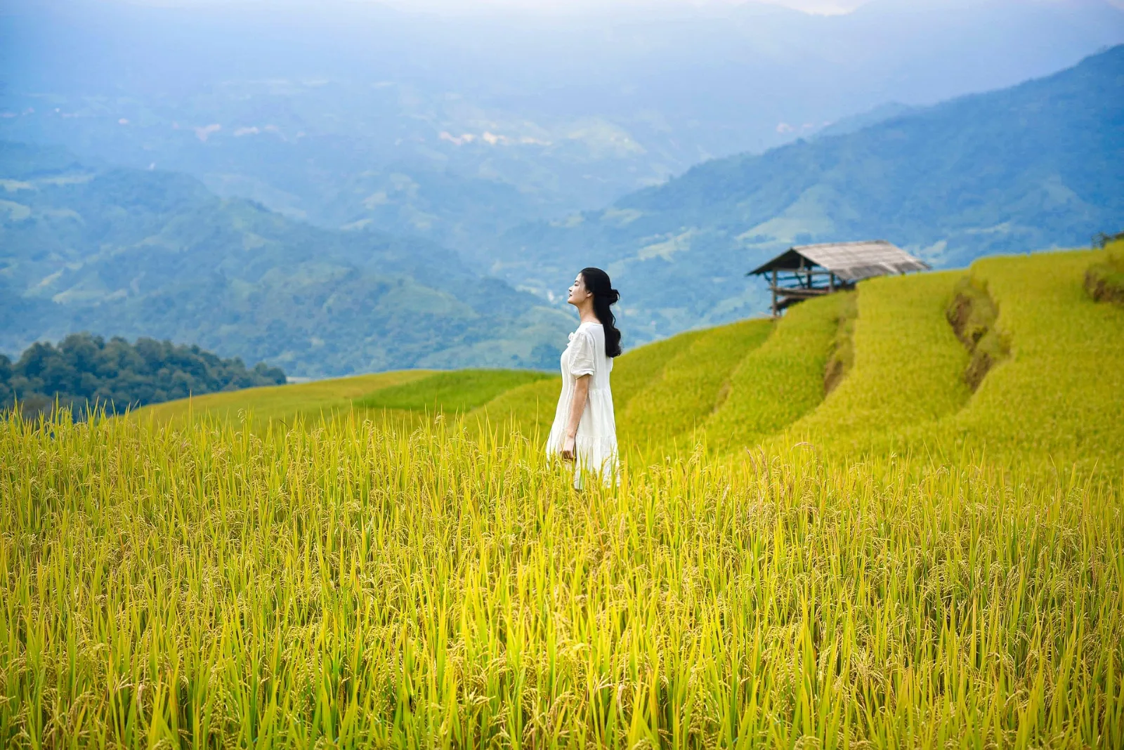 Lan Anh